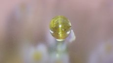 画像1: アパタイト（燐灰石）キャッツアイ (1)