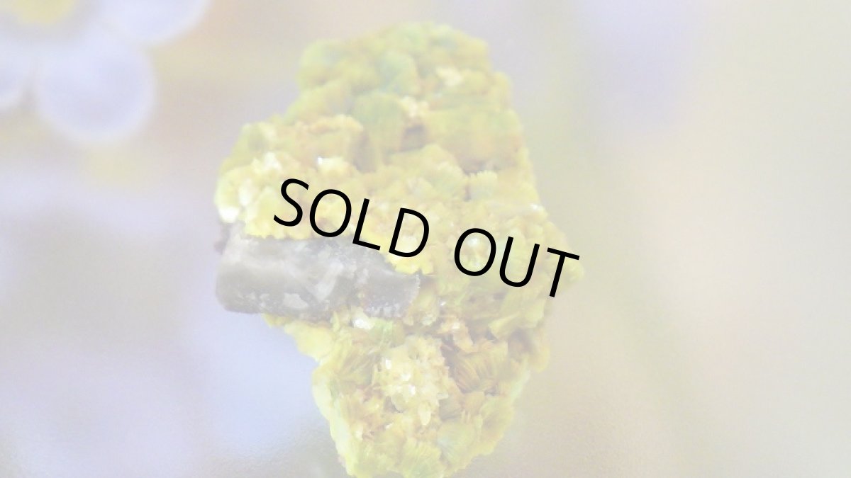 画像6: オトゥーナイト（燐灰ウラン鉱） (6)