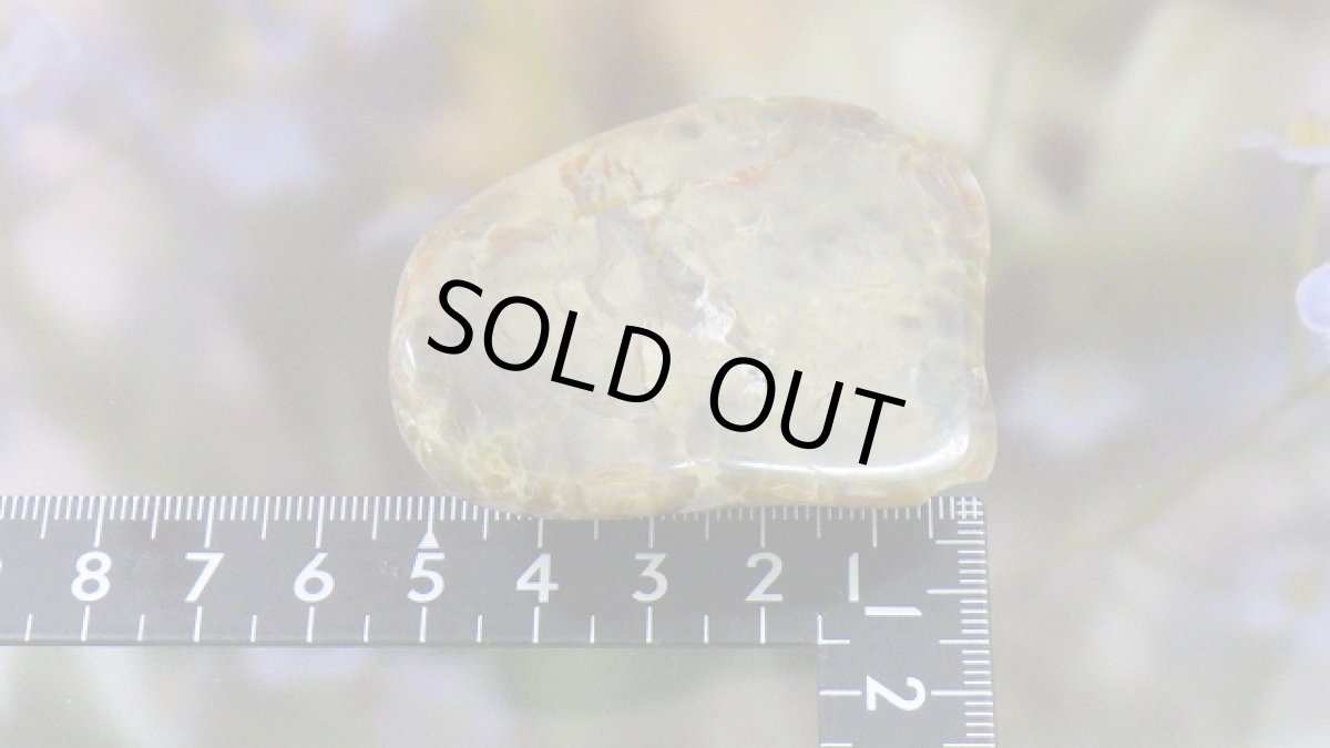 画像6: コプロライト（恐竜のうんこ） ジュラ紀 (6)