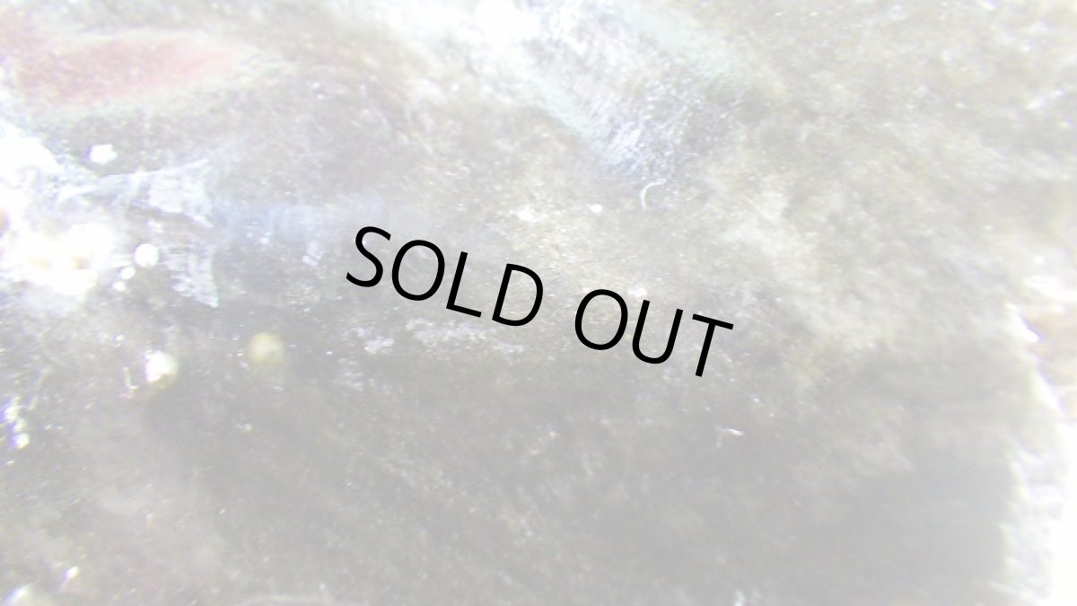 画像3: ゴールドシーンオブシディアン（黒曜石） (3)