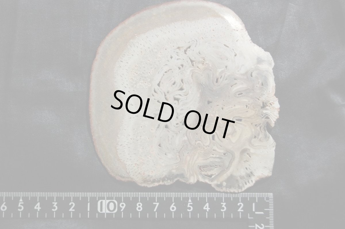 画像3: 珪化木（けいかぼく）ペトリファイドウッド (3)