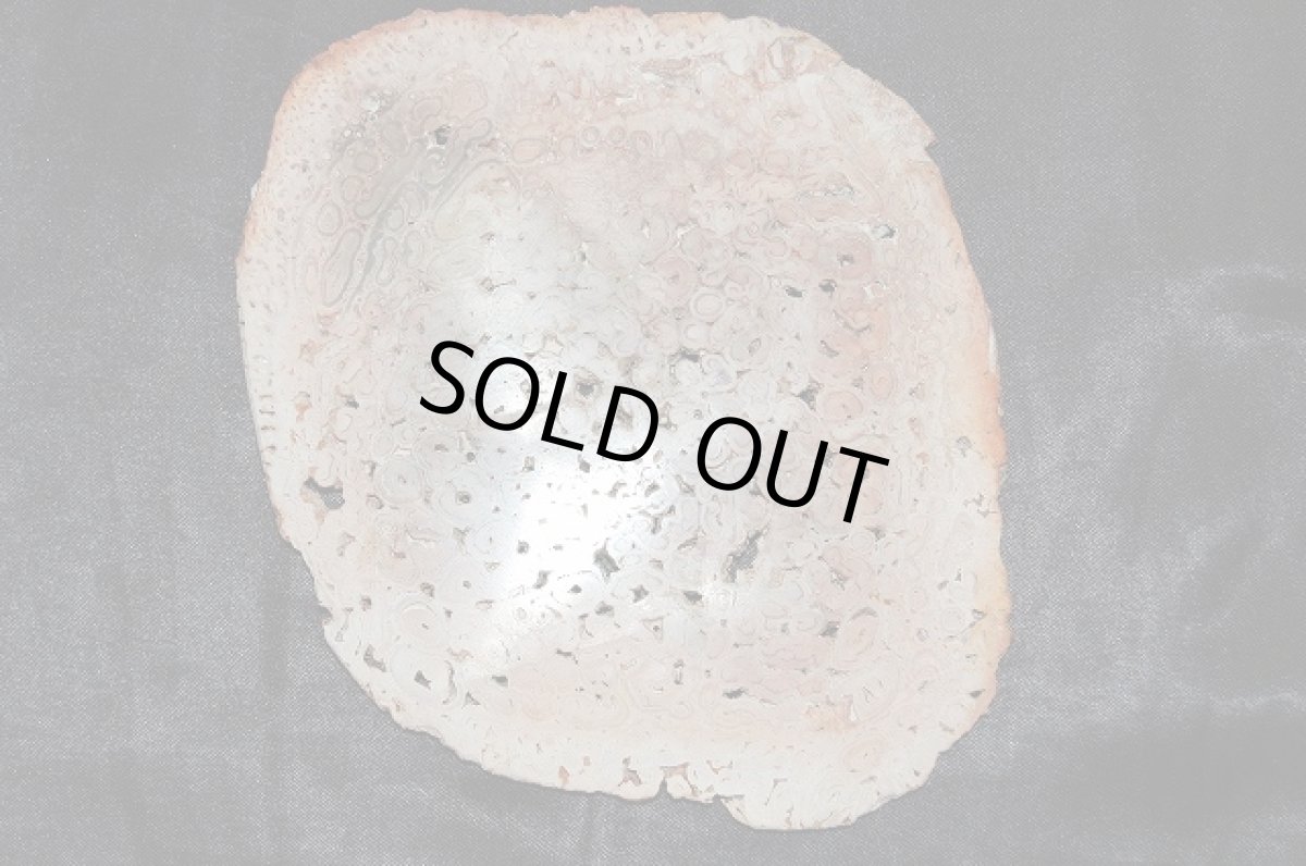 画像2: 珪化木(けいかぼく)ペトリファイドウッド (2)