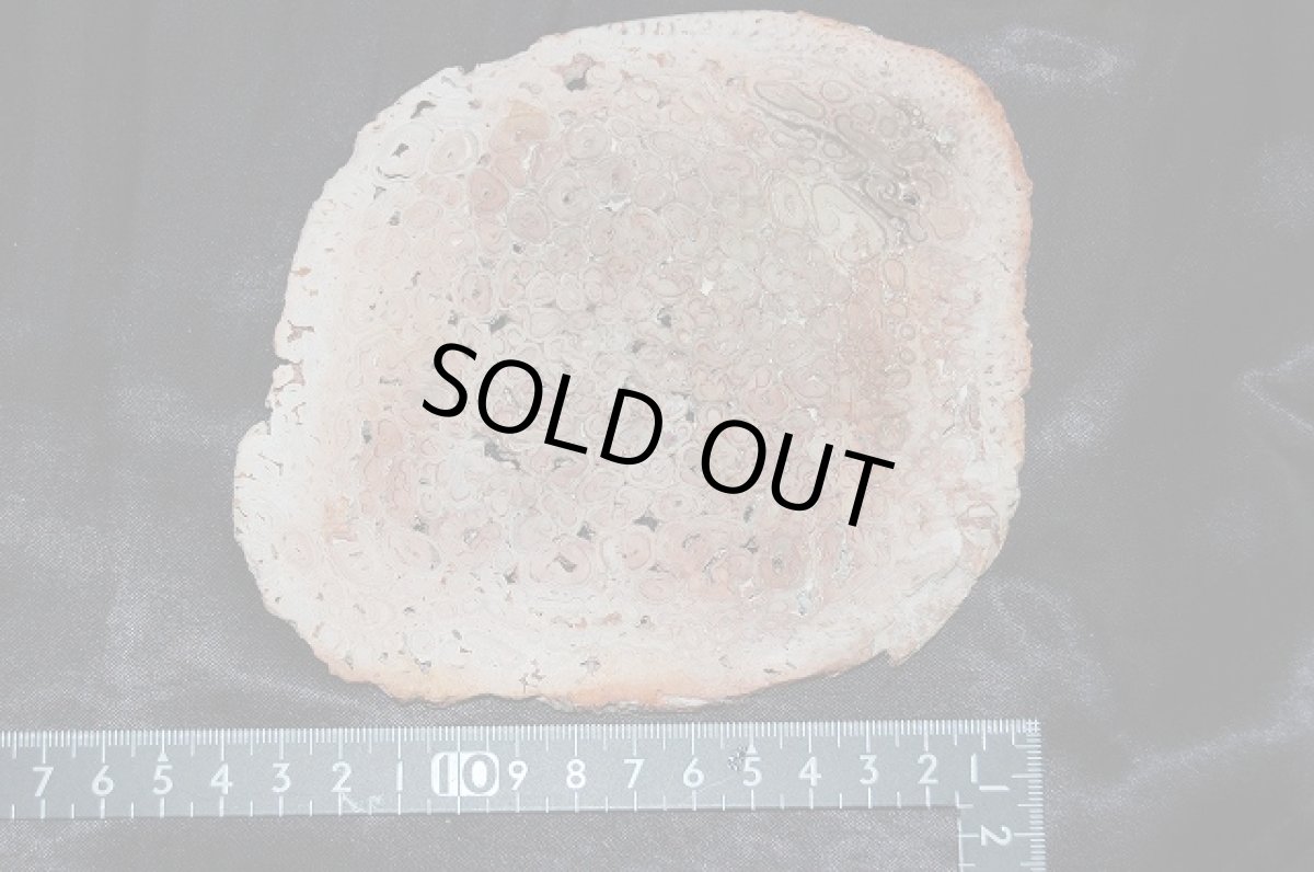 画像3: 珪化木(けいかぼく)ペトリファイドウッド (3)