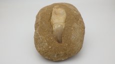 画像4: モササウルス 歯の化石 歯根付き (4)