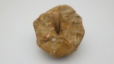 画像4: モササウルス 歯の化石 (4)