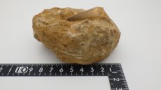 画像7: モササウルス 歯の化石 (7)