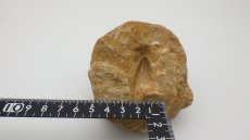 画像9: モササウルス 歯の化石 (9)