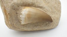 画像1: モササウルス 歯の化石 (1)