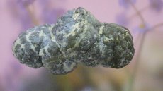 画像3: オパール（蛋白石）ノジュール (3)
