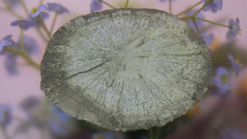 画像1: パイライトサン（黄鉄鉱）