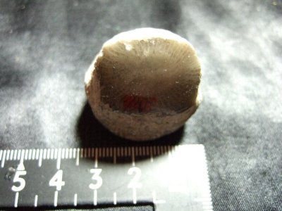 画像2: レッドホーンコーラル（赤角珊瑚） 35g