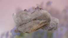 画像8: ヒマラヤ産 レッドファントムクラスター 98g (8)