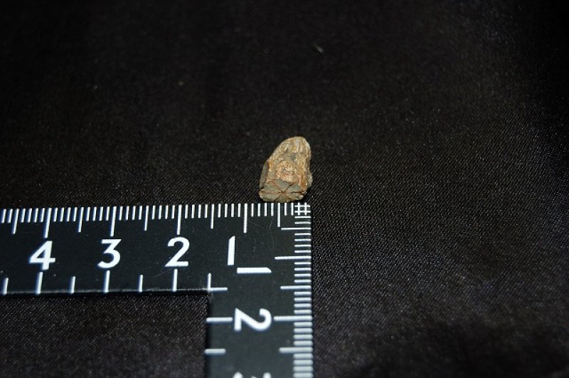 画像2: 桜石 原石