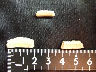 画像1: 古代鮫の歯の化石 始新生 30g
