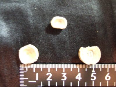 画像2: 古代鮫の歯の化石 始新生 30g