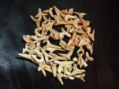 画像3: 古代鮫の歯の化石 始新生 30g
