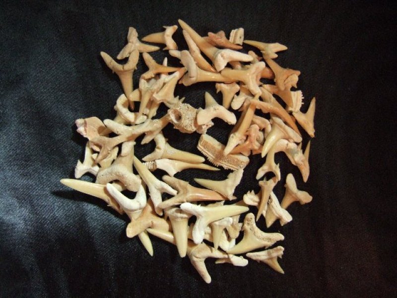 画像3: 古代鮫の歯の化石 始新生 30g